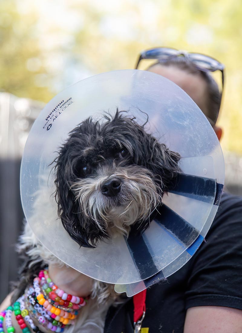 A small black and white dog with a veterinary cone around its neck looks at the camera. It's held by a person wearing colorful bead bracelets. Background is blurred.
