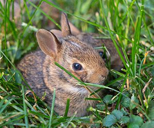 Two, brown baby wild rabbits sit calmly among green grass. 