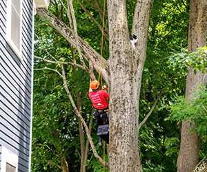 An ARL Field Services agent in safety gear climbs a tree next to a house to rescue a black and white cat. The scene is set in a lush, green forest area.