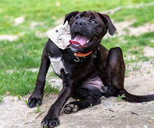 dog-scratching-blog-thumb